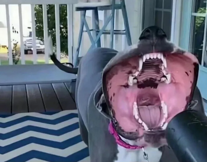 Blursed Dog