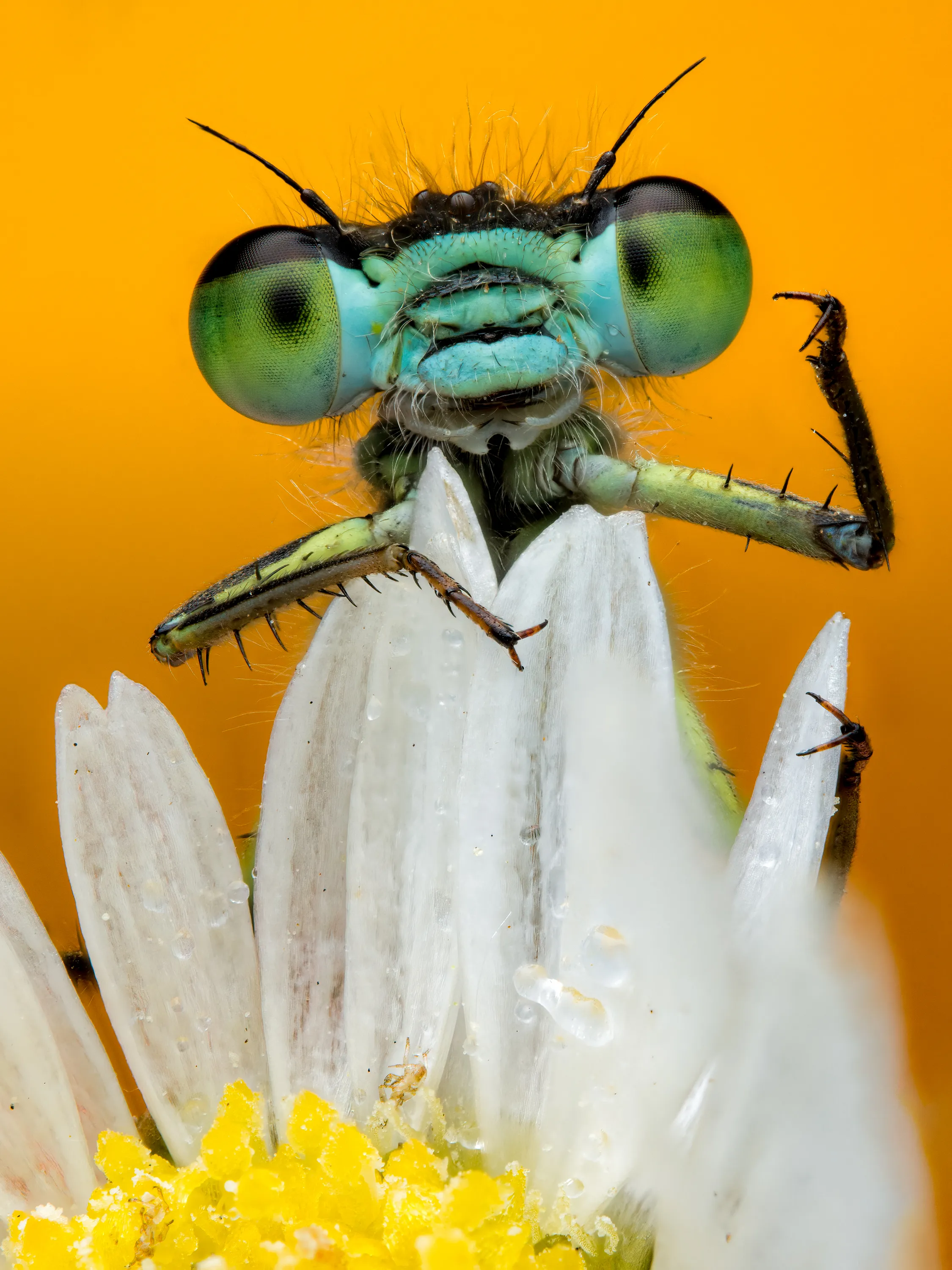 What If Bugs Had Personality? Rory J Lewis Thinks They Do—and Has The Photos To Prove It!