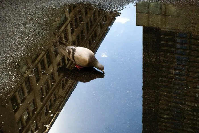 40 Times Everyday Scenes Captured By Eric Kogan Aligned So Perfectly, You Might Do A Double Take