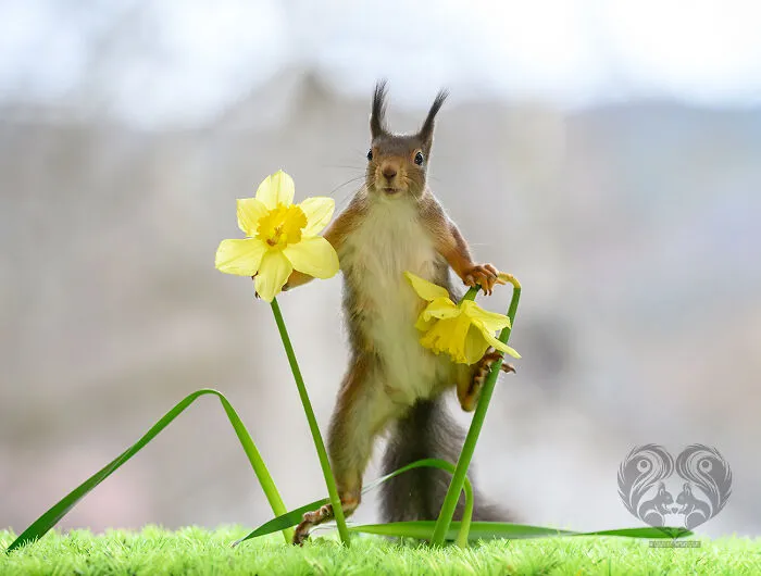 Squirrel interacting with props, standing between two yellow flowers on a green surface in an outdoor setting.