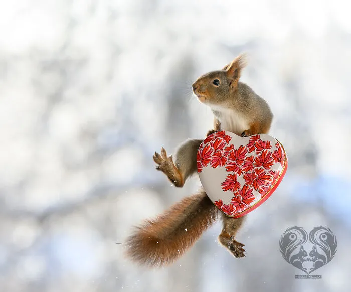 Squirrel interacting with heart-shaped prop covered in red flowers, part of artist's daily squirrel visitor setup.