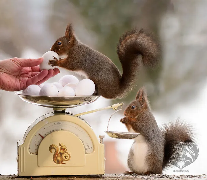 Two squirrels interacting with props on a vintage scale, part of an artist's daily squirrel visitors setup.