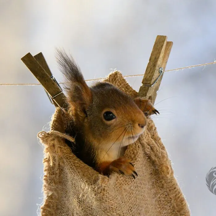 Squirrel interacting with a hanging burlap prop clipped to a line, part of artist's daily squirrel visitor setup.
