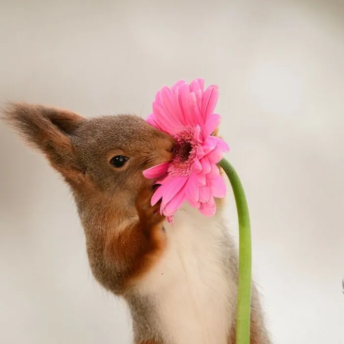 Squirrel interacting with a pink flower prop set up by artist for daily squirrel visitors to enjoy.