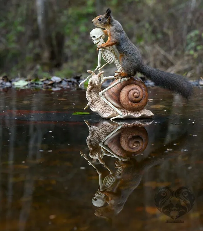 Squirrel interacting with a creative prop featuring a skeleton riding a snail in a natural outdoor setting.