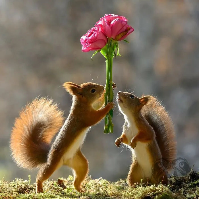 Two squirrels interacting with a pink flower prop placed by an artist for daily squirrel visitors.