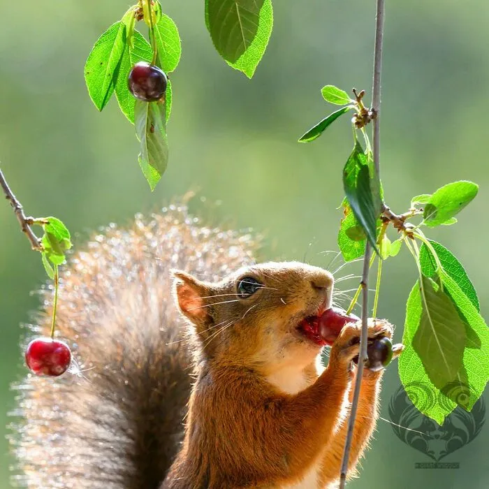 Squirrel interacting with hanging fruit, enjoying a cherry in an outdoor setting with green leaves and soft lighting.