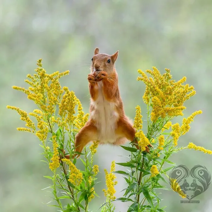 Squirrel interacting with props among yellow flowers in a natural setting, part of daily visitor photo series.
