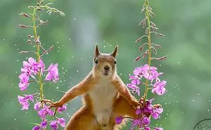 45 Pics Of Squirrels Interacting With Props And Engaging In Human-Like Activities By Geert Weggen (New Pics)