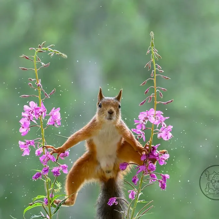 Geert Weggen Captures Playful Squirrels In Whimsical Photos That Feel Like Tiny Fairy Tales (New Pics)