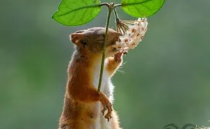 45 Pics Of Squirrels Interacting With Props And Engaging In Human-Like Activities By Geert Weggen (New Pics)