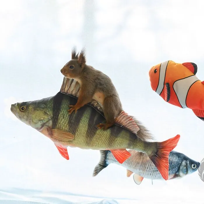 Squirrel interacting with fish-shaped props set up by artist for daily squirrel visitors in a creative display.