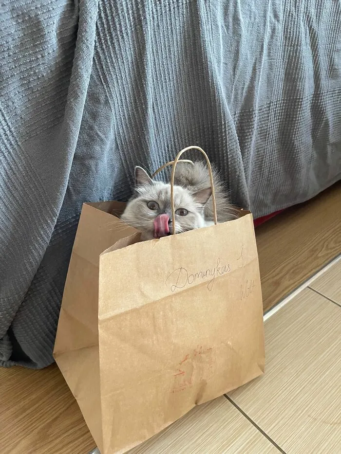 Koala The Cat In A Bag