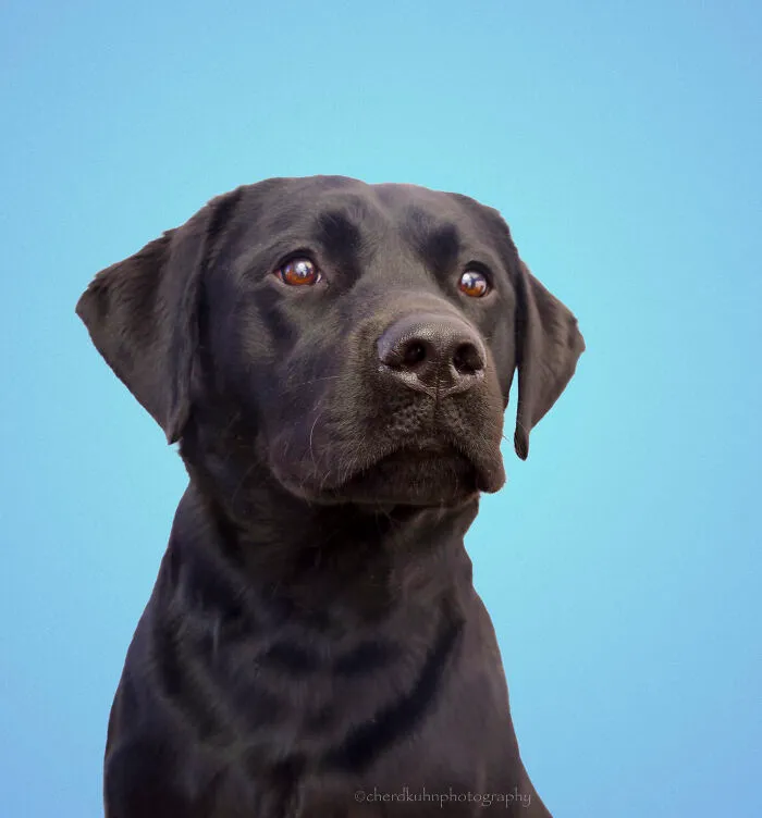 Otis