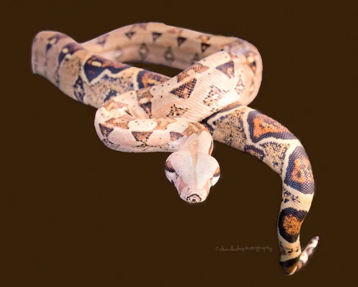 Harold