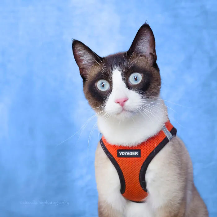 Tuna