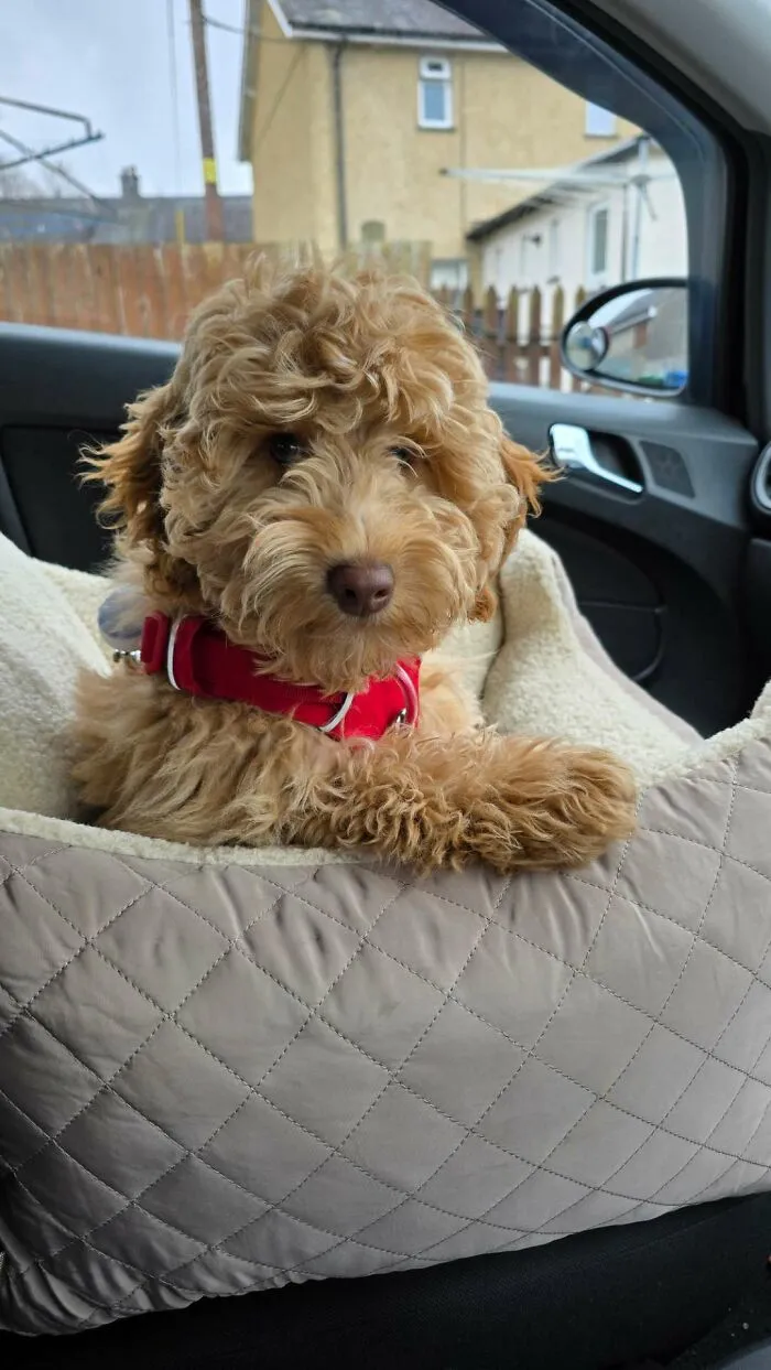My Dog