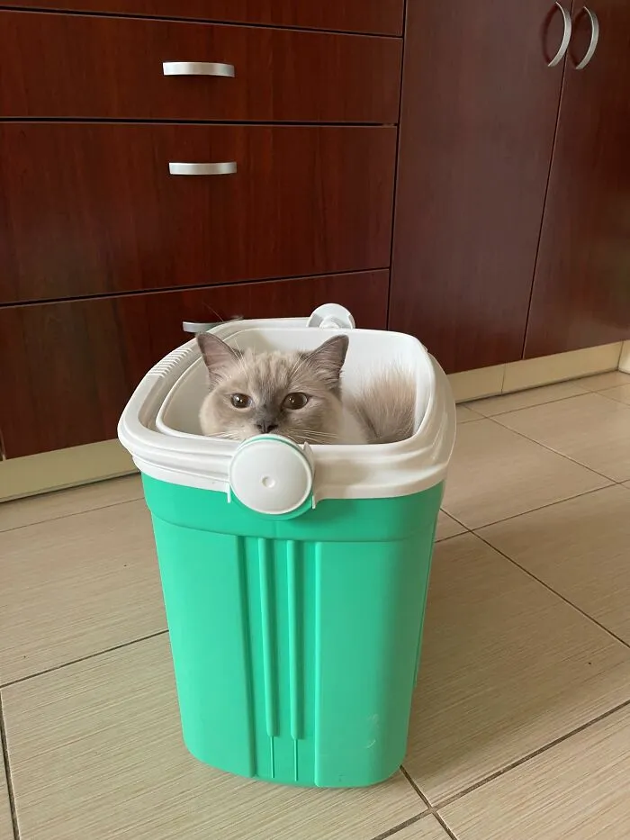Koala & Portable Cooler