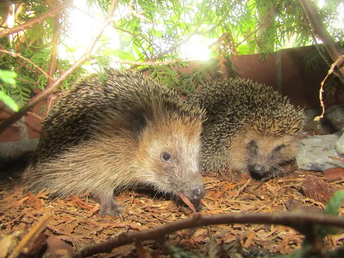 Hedgehog's Dilemma