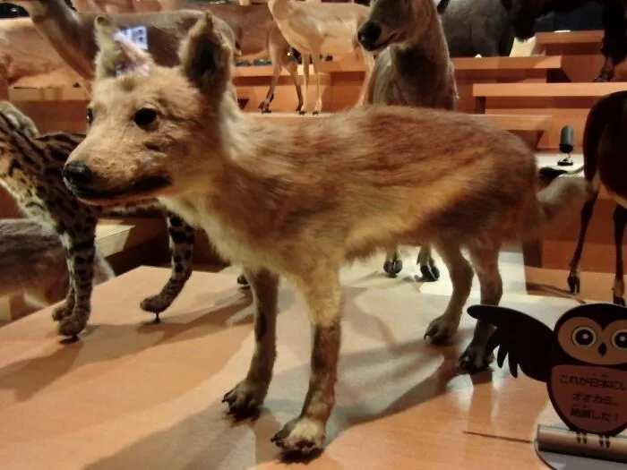 Japanese Wolf - Extinct 1905