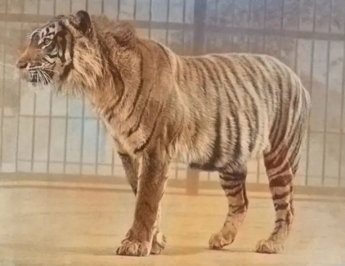 Javan Tiger - Extinct 2008
