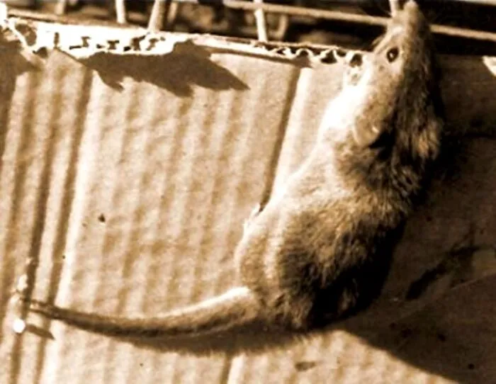 Sepia-toned close-up of a small rodent, one of the 32 animals that sadly went extinct and why.