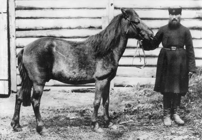 Tarpan - Extinct 1909