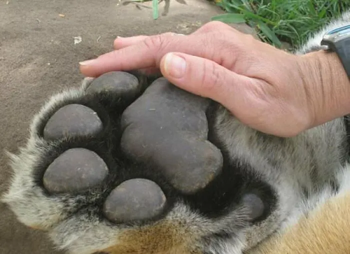 The Size Of A Tiger Paw Compared To A Man's Hand