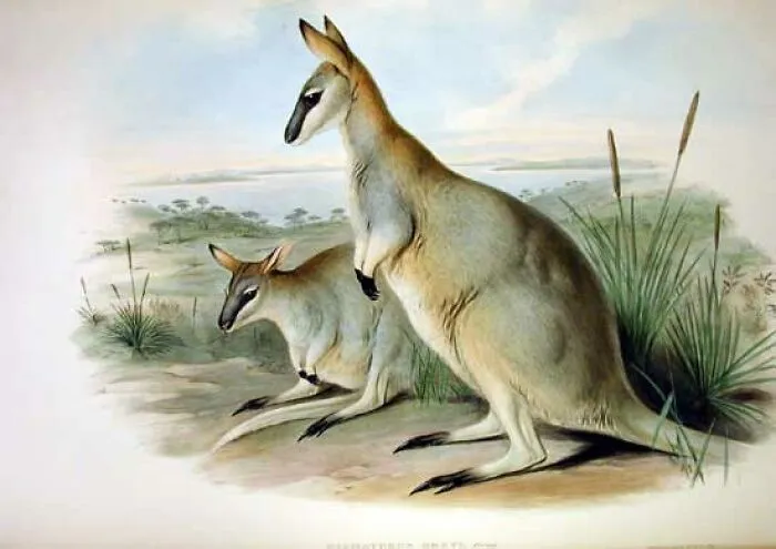 Illustration of extinct animals, two kangaroo-like creatures in a natural habitat representing animals that sadly went extinct.