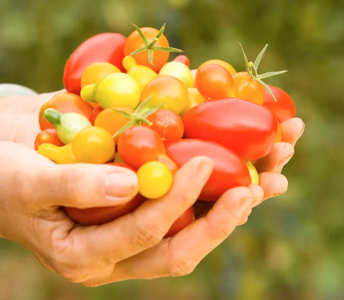 Canadian Tomatoes