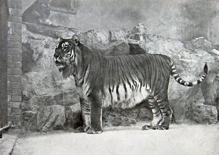 Caspian Tiger - Extinct 1970