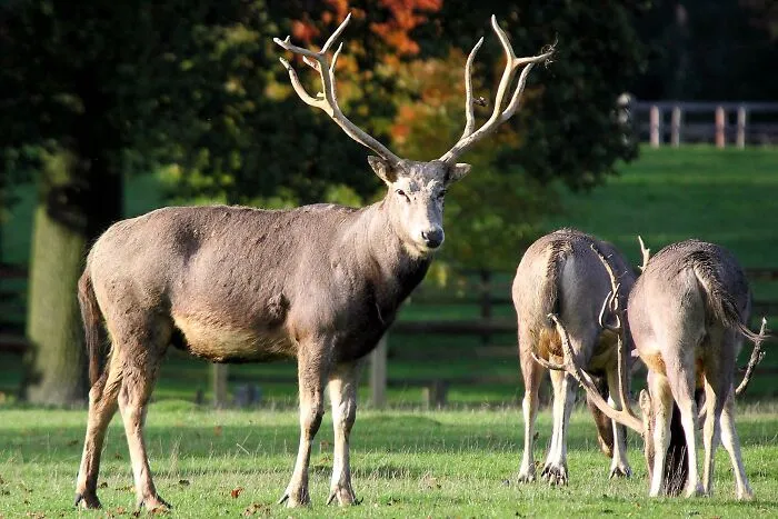 Three deer in a field, highlighting animals that sadly went extinct and the reasons behind their disappearance.