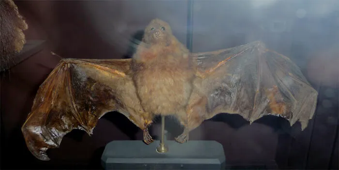 Specimen of an extinct animal, a bat with outstretched wings displayed in a museum exhibit on extinct animals.
