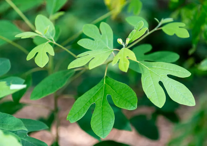 Sassafras Oil