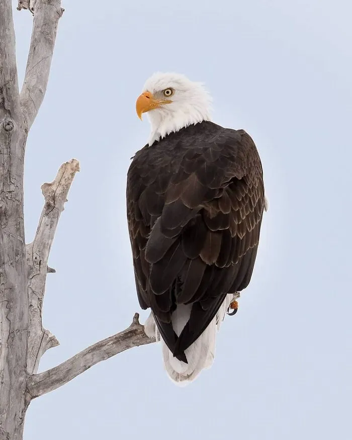 Joe Neely’s 26 Latest Wildlife Photos Prove The Best Moments Are Never Planned