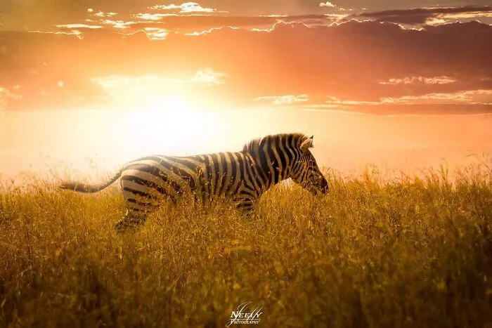 Joe Neely’s 26 Latest Wildlife Photos Prove The Best Moments Are Never Planned