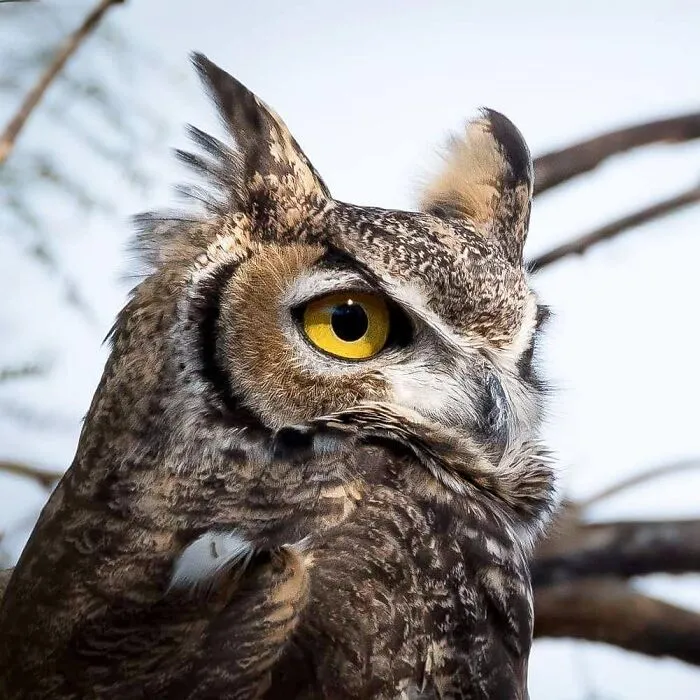 Joe Neely’s 26 Latest Wildlife Photos Prove The Best Moments Are Never Planned