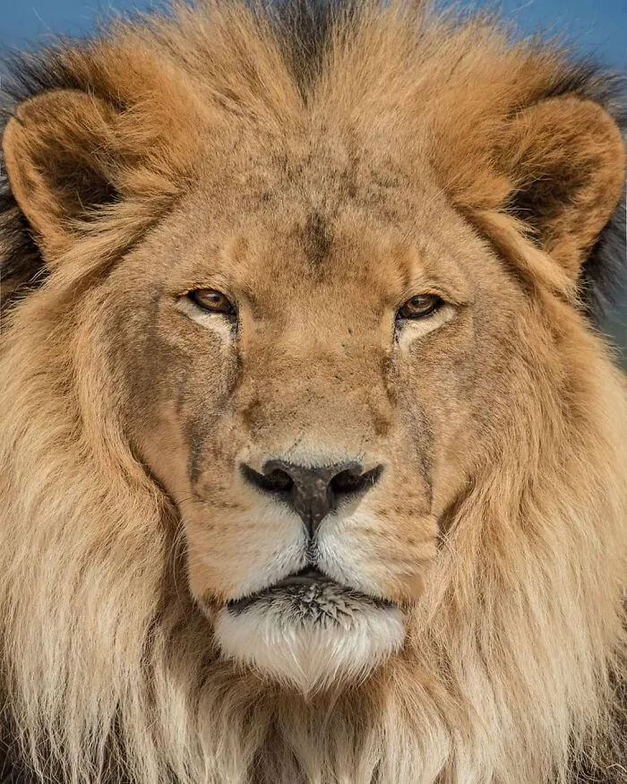 Joe Neely’s 26 Latest Wildlife Photos Prove The Best Moments Are Never Planned