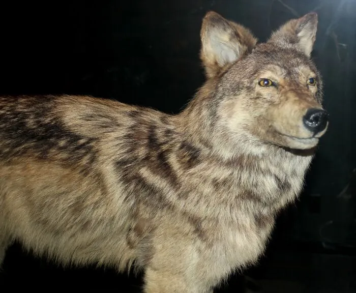 Newfoundland Wolf - Extinct 1911