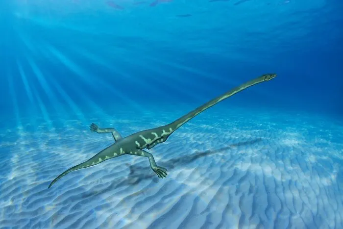 Many Species Of Dinosaur Had The Ability To Swim