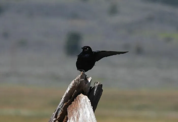 Bird Directing Traffic