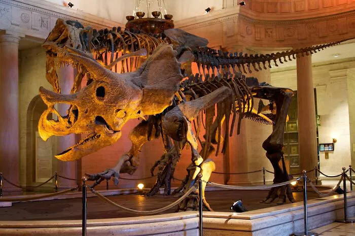 Not All Dinosaurs Were Alive During The Same Periods