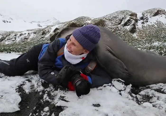 Cría de elefante marino curioseando