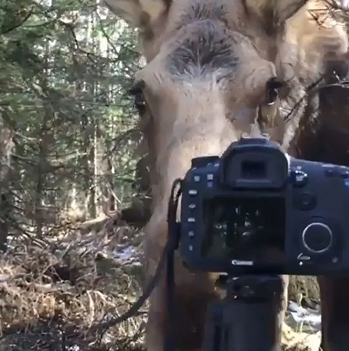 Alce curioso en el bosque cerca de cámara de fotógrafos de la naturaleza siendo emboscados por animales adorables