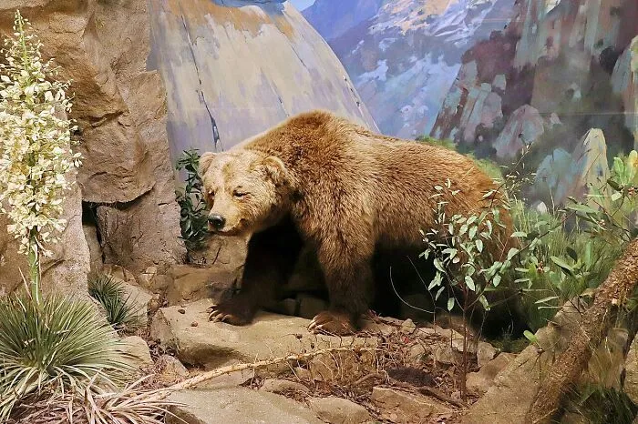 California Grizzly Bear - Extinct 1924