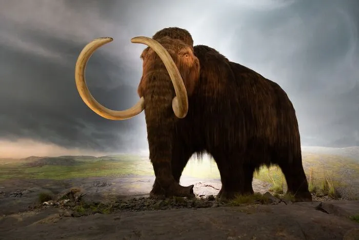 Woolly mammoth standing on rocky landscape under stormy sky, a notable extinct animal from the list of extinct animals.