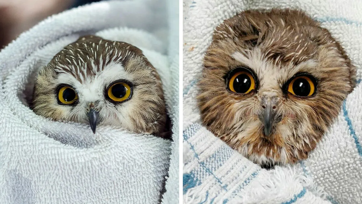 48 Funny Owl Moments During Vet Checkups Where They Had To Be Wrapped In Towels Like Burritos