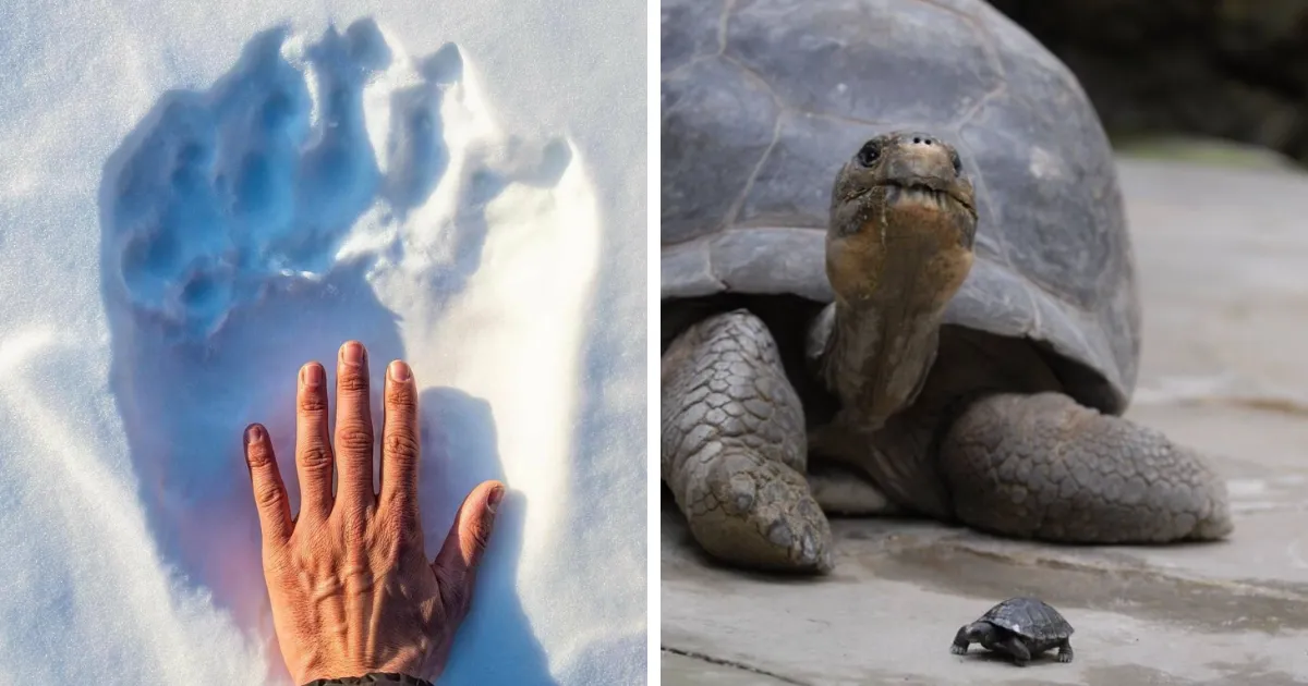 Estas 40 imágenes comparativas te darán una nueva perspectiva del mundo