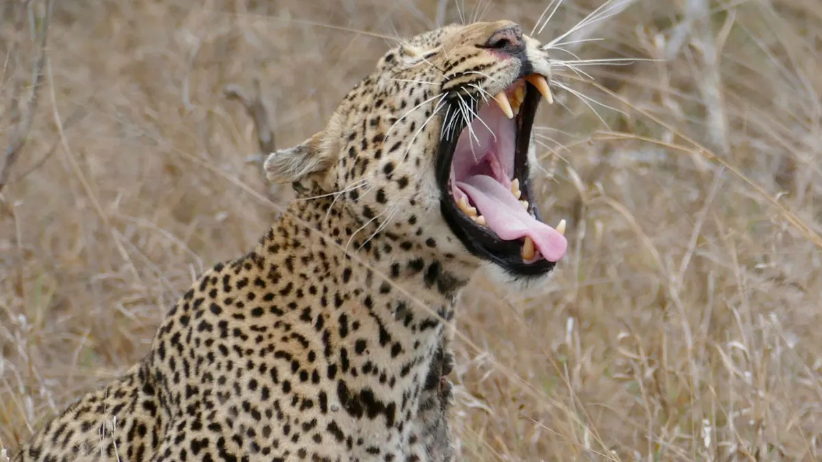 15 Animals Who Messed With Humans And Proved That The Animal Kingdom Is No Joke