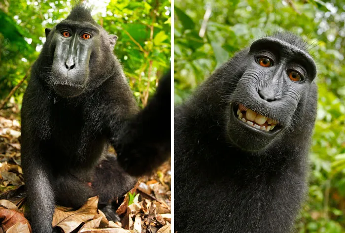 El mono robó la cámara para hacerse un selfie